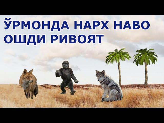 БЎРИ ТУЛКИ ВА МАЙМУН ўрмонда нарх наво ошди ривоят