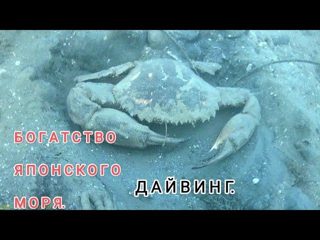 Богатства японского моря.  Дайвинг Владивосток. Дайвинг в приморье. Подводный мир дайвинг.