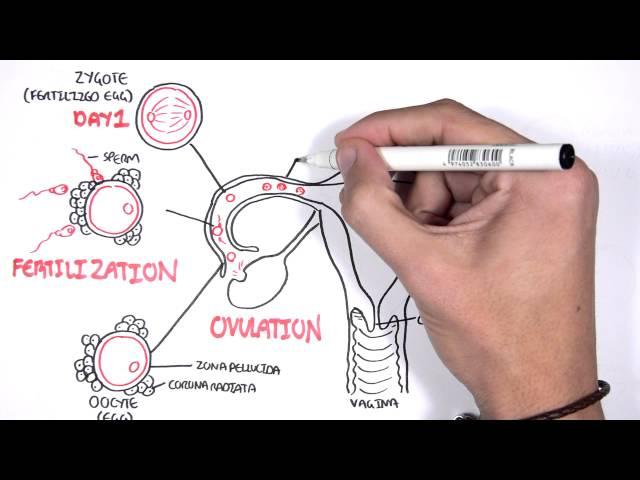 Embrology - Day 0 7 Fertilization, Zygote, Blastocyst