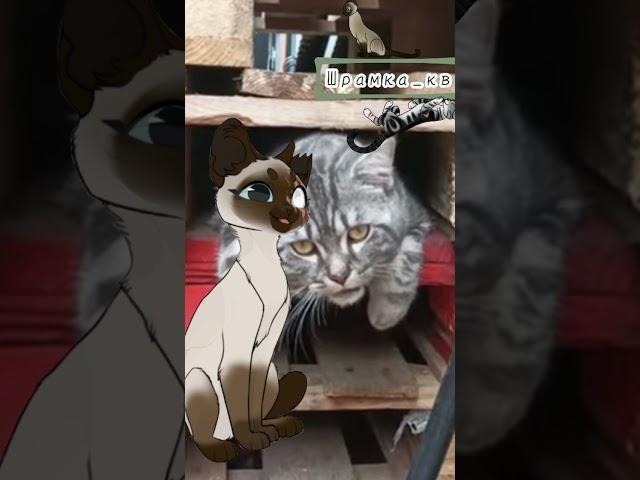 Пожалуйста хотя бы один вопрос #шрамка рамка