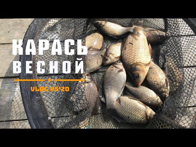 VLOG #5'20. Карась весной. Рыбалка 2020. Ловля карася фидером на пруду.