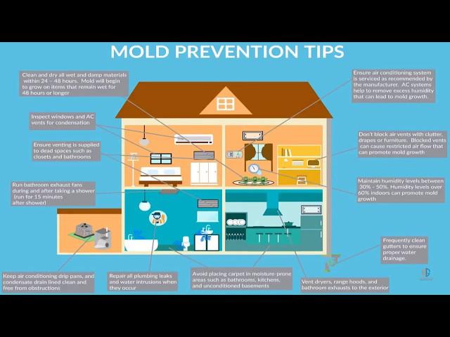 How To Prevent Mold in Your Home: Proven Mold Prevention Tips for  Homes