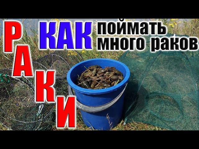 РАКИ лучшие РАКОЛОВКИ и ПРИМАНКИ для ЛОВЛИ РАКОВ, ТОП ПРИМАНОК и РАКОЛОВОК