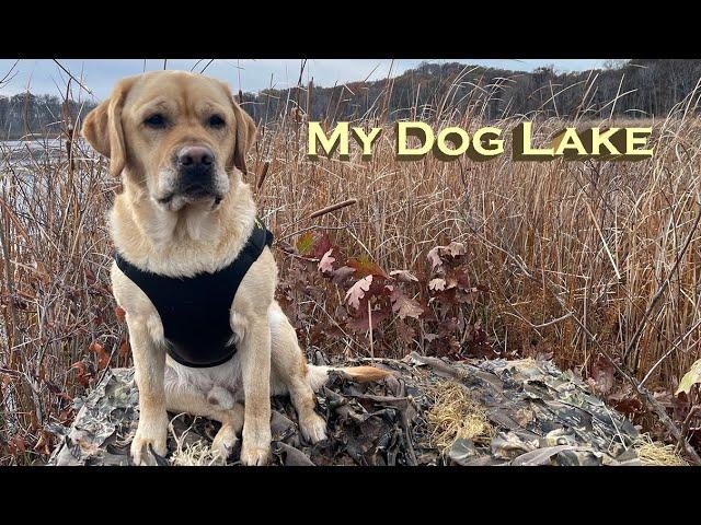 Meet Lake, My Yellow English Lab