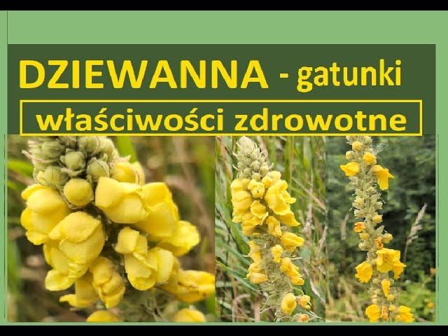 Dziewanna - właściwości zdrowotne, zastosowanie. Jak rozpoznać.