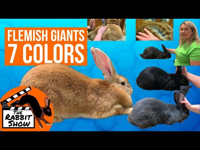 7 Colors of Flemish Giant Rabbits