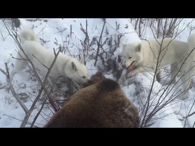 Охота на медведя с Западно-Сибирской лайкой