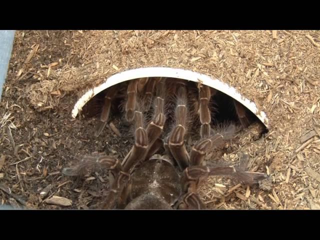 Goliath Bird-eating Spider Breeding