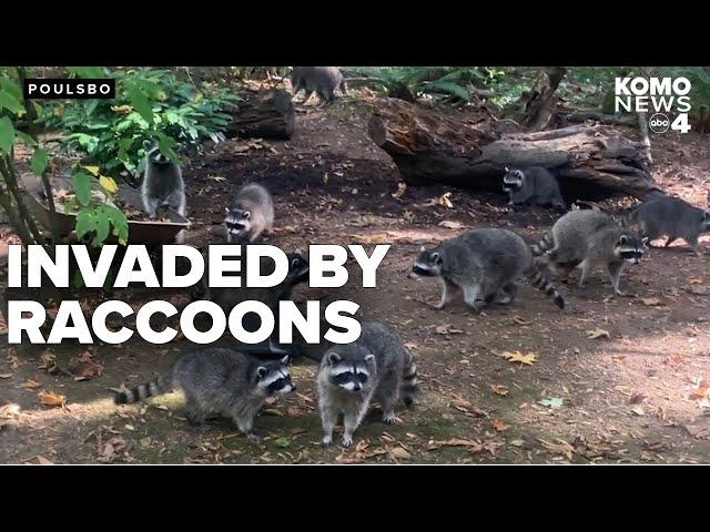 Woman's home overrun by over 100 raccoons after 3 decades of feeding them