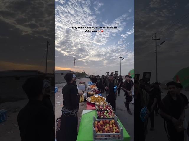 Arbaeen Walk 2024 | Safar E Ishq E Hussain | Najaf To Karbala Walk #shorts #arbaeen#viralshorts#shia