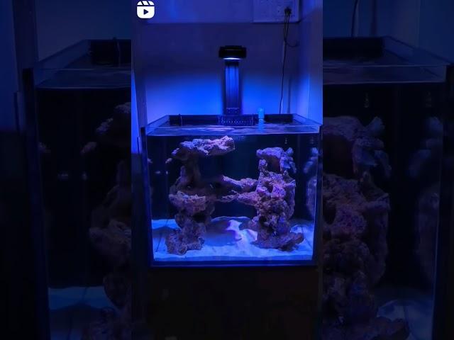 The $99 Reef Tank Light Taking The World By Storm Illumagic Pixel