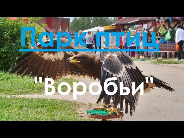 Парк птиц. Воробьи