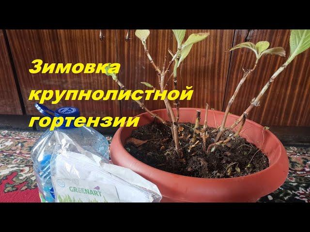 Зимовка крупнолистной гортензии в неотапливаемом доме: эксперимент начался)