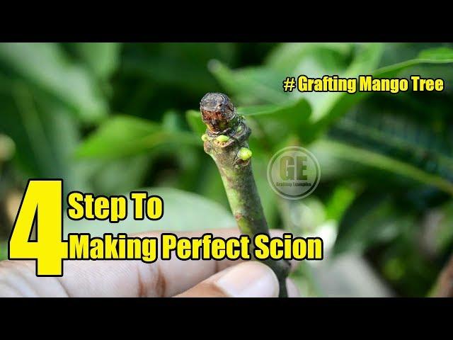 Grafting Mango: 4 Step To Making Perfect Scion