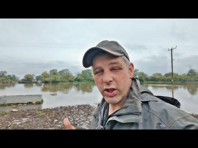 COWS IN DUE TO THE FLOODS