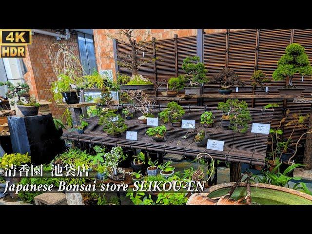 Japanese Bonsai store 'SEIKOU-EN' in Ikebukuro March 2024 ~清香園 池袋店~  [4K HDR]