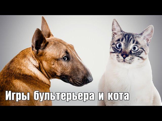 Бультерьер играет с котом. Минибуль Дан и тайский кот Пиксель )