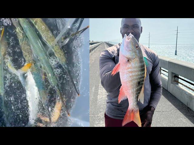 LIVE BAIT CAUGHT on FL Keys Bridge catches KEEPER MUTTON SNAPPER!