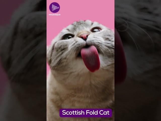 The Scottish Fold - A Beloved Cat Breed with Unique Ears and a Loving Nature  