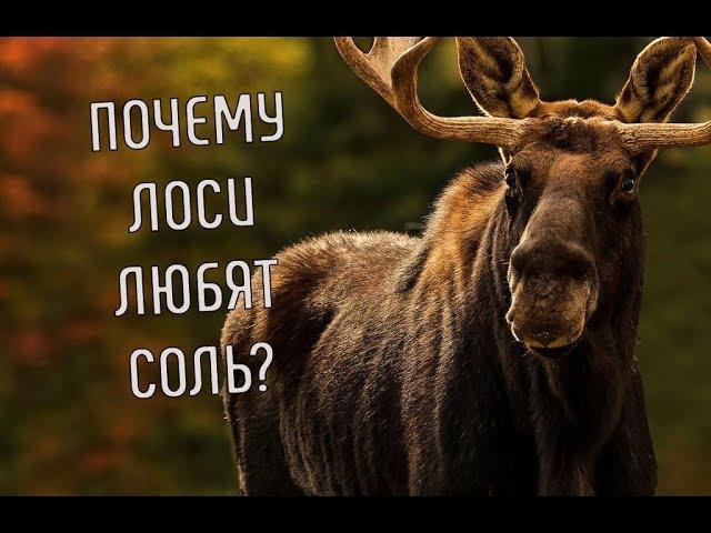 Почему лоси любят соль? | Лось не может жить без соли