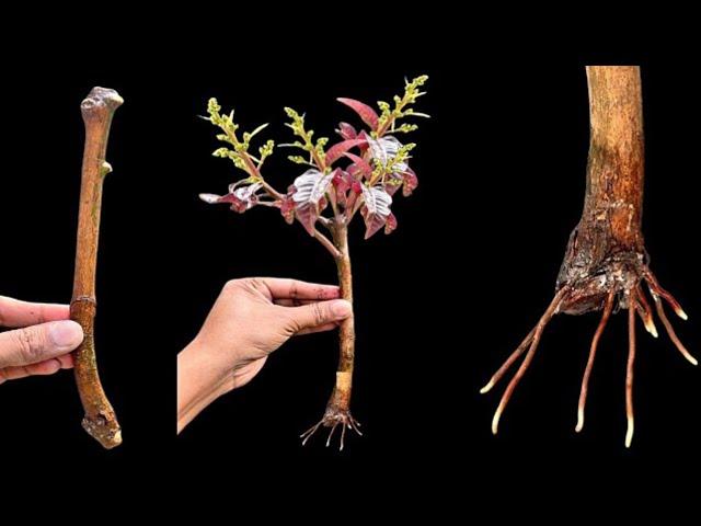 How to propagate mango tree from cuttings in Cocopeat // mango tree from cutting in Cocopeat.