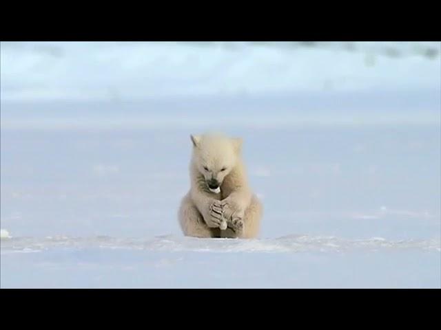 Тюлень случайно напугал Белого медвежонка.