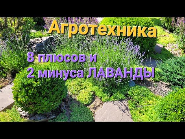 8 плюсов и 2 минуса ЛАВАНДЫ. Агротехника.