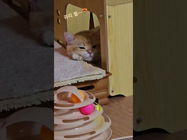 큐리feel~~#cat #고양이 #반려묘 #브리티쉬숏헤어 #feel#브루노마스#레이디가가#shorts