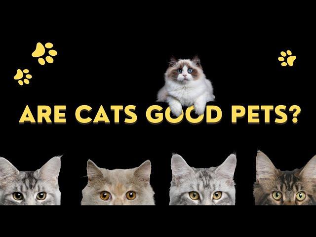 Are cats good pets?: Why Cats Make Great Companions | Benefits, Considerations & More!