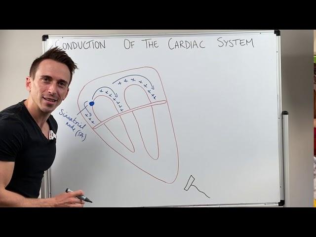 Heart Conduction & ECG (EKG) Interpretation