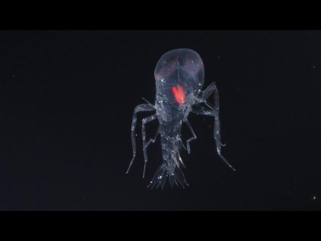 Deep sea amphipod (Cystisoma) swimming, deep sea species from Mesopelagic zone. Mid-Atlantic Ridge.