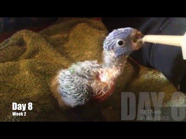 Hand Rearing 2 Baby Lorikeets 6 weeks in one Song