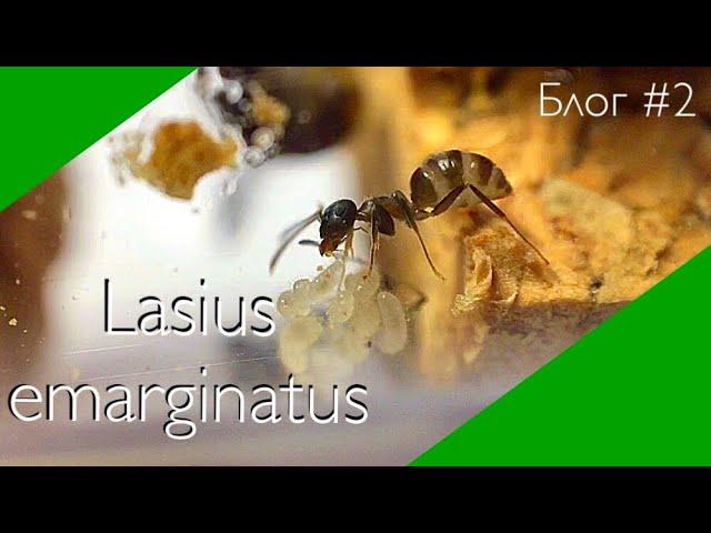 Lasius emarginatus блог #2 // рост колонии