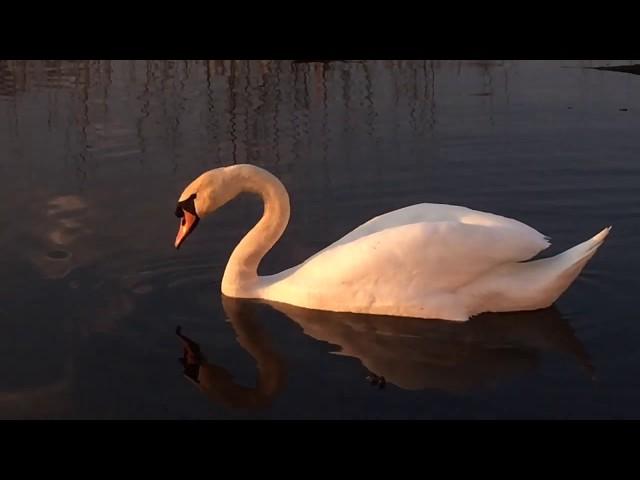 Вечерний релакс . Лебединая пара в лучах заходящего солнца . Swan in the pond .