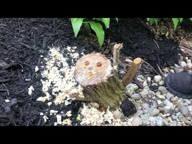 Killing A Stump - FOR GOOD!