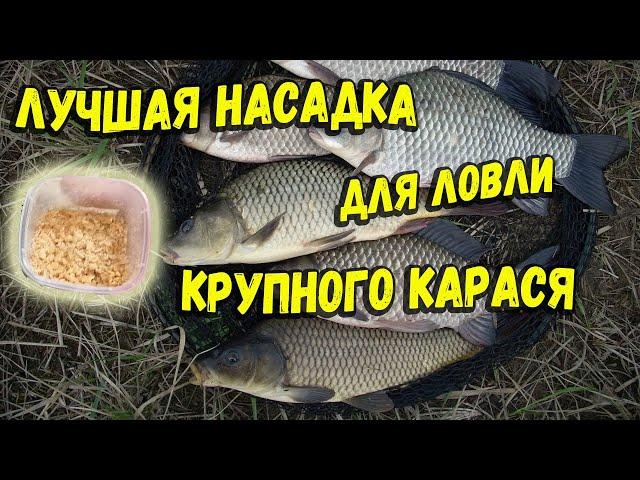 Лучшая насадка для ловли крупного карася