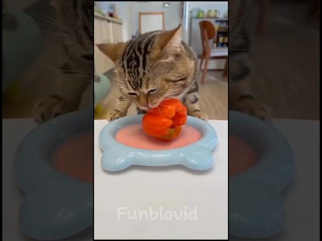 Funny cat #cute #trending #ytshorts #ytviral #cat #pets #comedy #kittycat #kids #catlover #eat