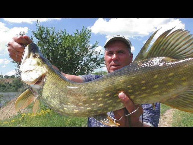 Рыбалка. ОТВОДНОЙ ПОВОДОК -  рабочий монтаж снасти для ловли окуня и щуки. My fishing