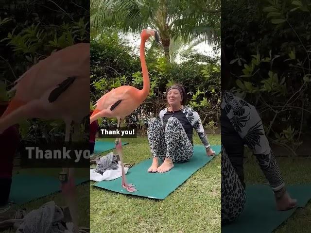 Flamingo Dance Maniac
