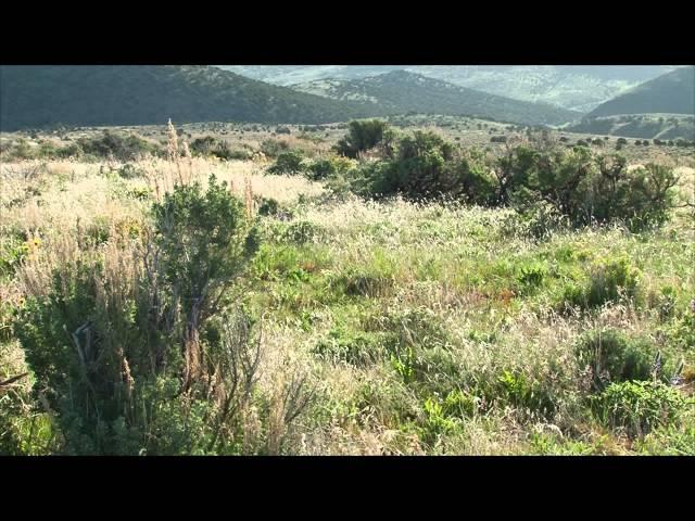 Rotational Grazing - Desert Land and Livestock