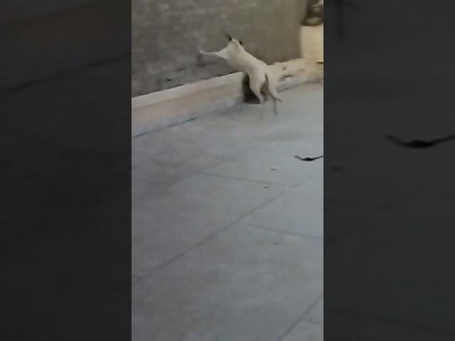 Moves like Oat 