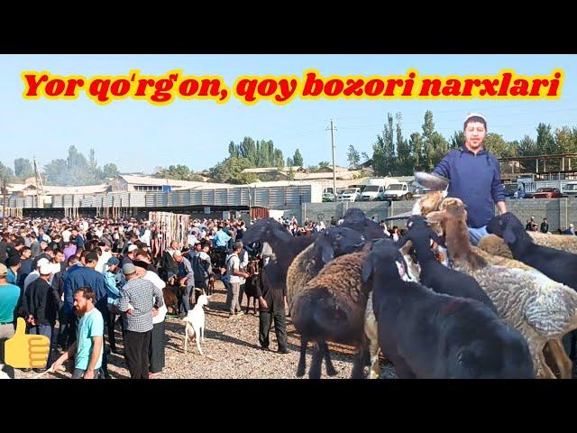 Uychi Yorqo'rg'on qoʻy bozori narxlari  kanalga obuna boling #qoy #bozor #narxlari