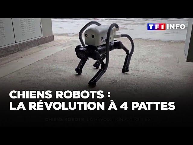 Chiens robots : la révolution à 4 pattes