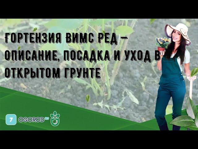 Гортензия Вимс Ред — описание, посадка и уход в открытом грунте