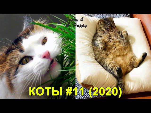 КОТЫ 2019 Смешные коты и котики, приколы с котов до слез – Смешные кошки – Funny Cats