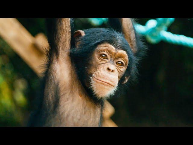 Baby Chimps Learn How To Climb | BBC Earth