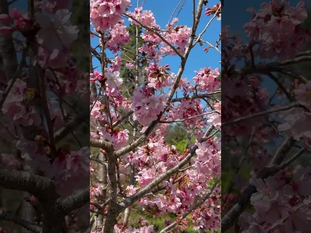 Cherry Blossoms in Bloom in San Diego