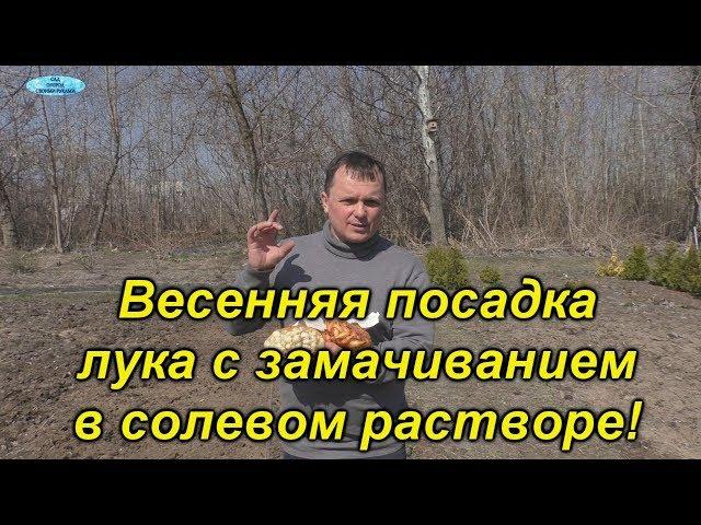 Лук-севок. Весенняя посадка с замачиванием в солевом растворе!