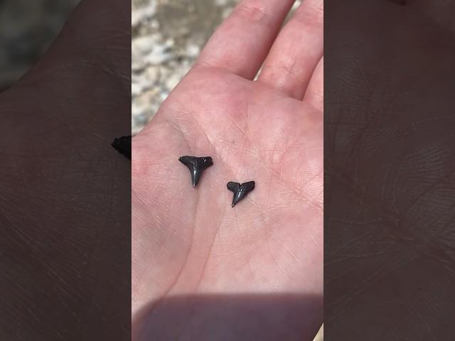 Looking for Shark Teeth