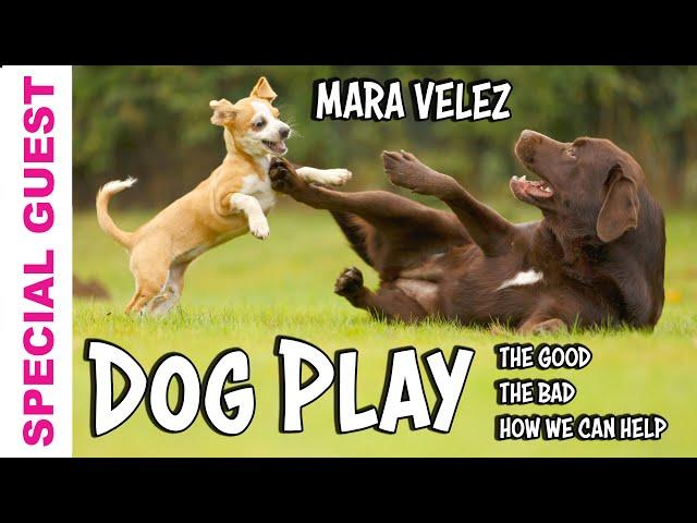 Learn about Dog Play from Expert Mara Velez